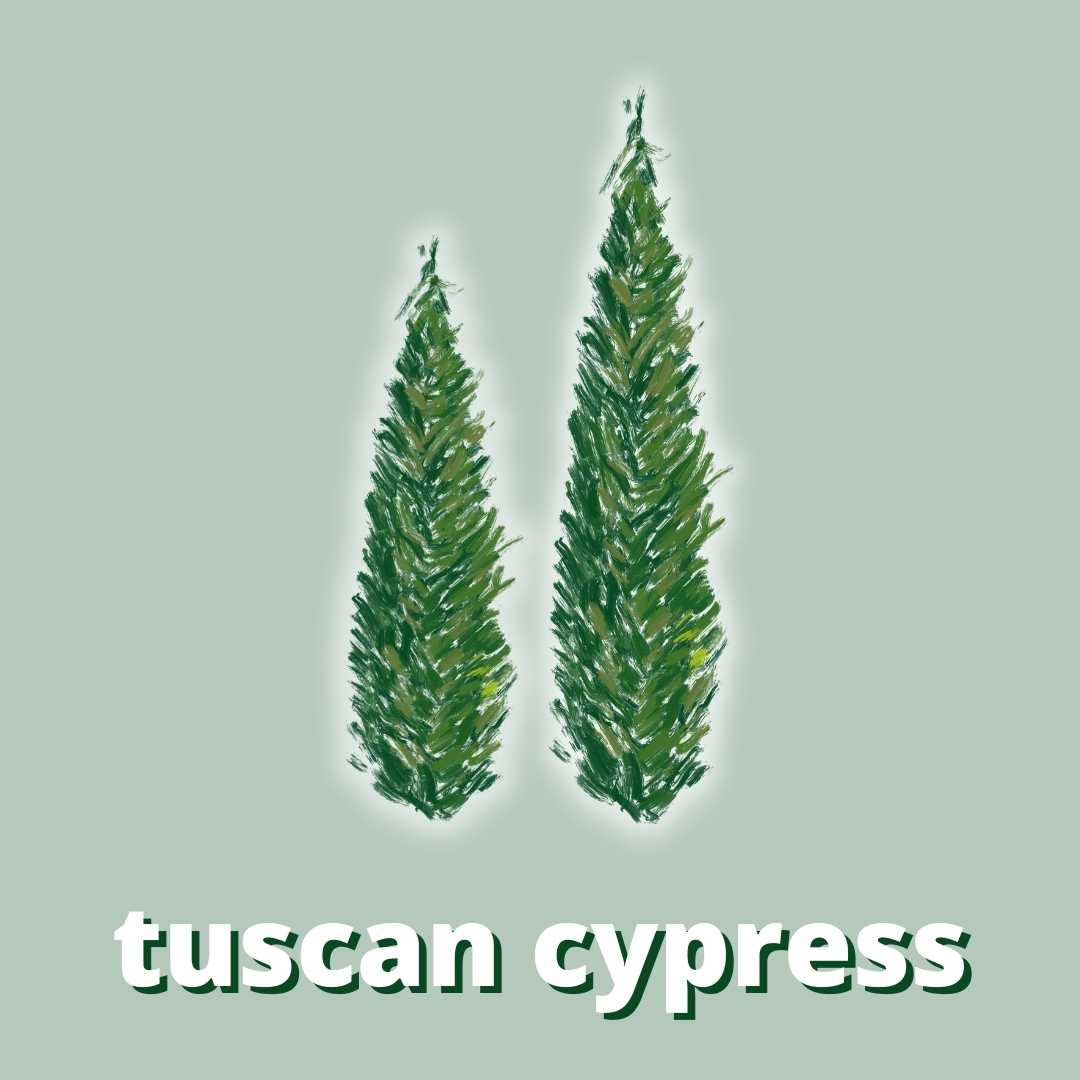 Tuscan Cypress Duftstoff für Kerzen & Kosmetik
