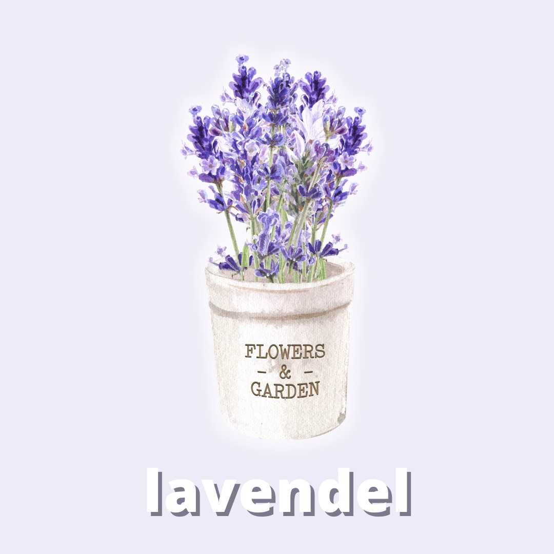 Lavendel Duftstoff für Kerzen & Kosmetik