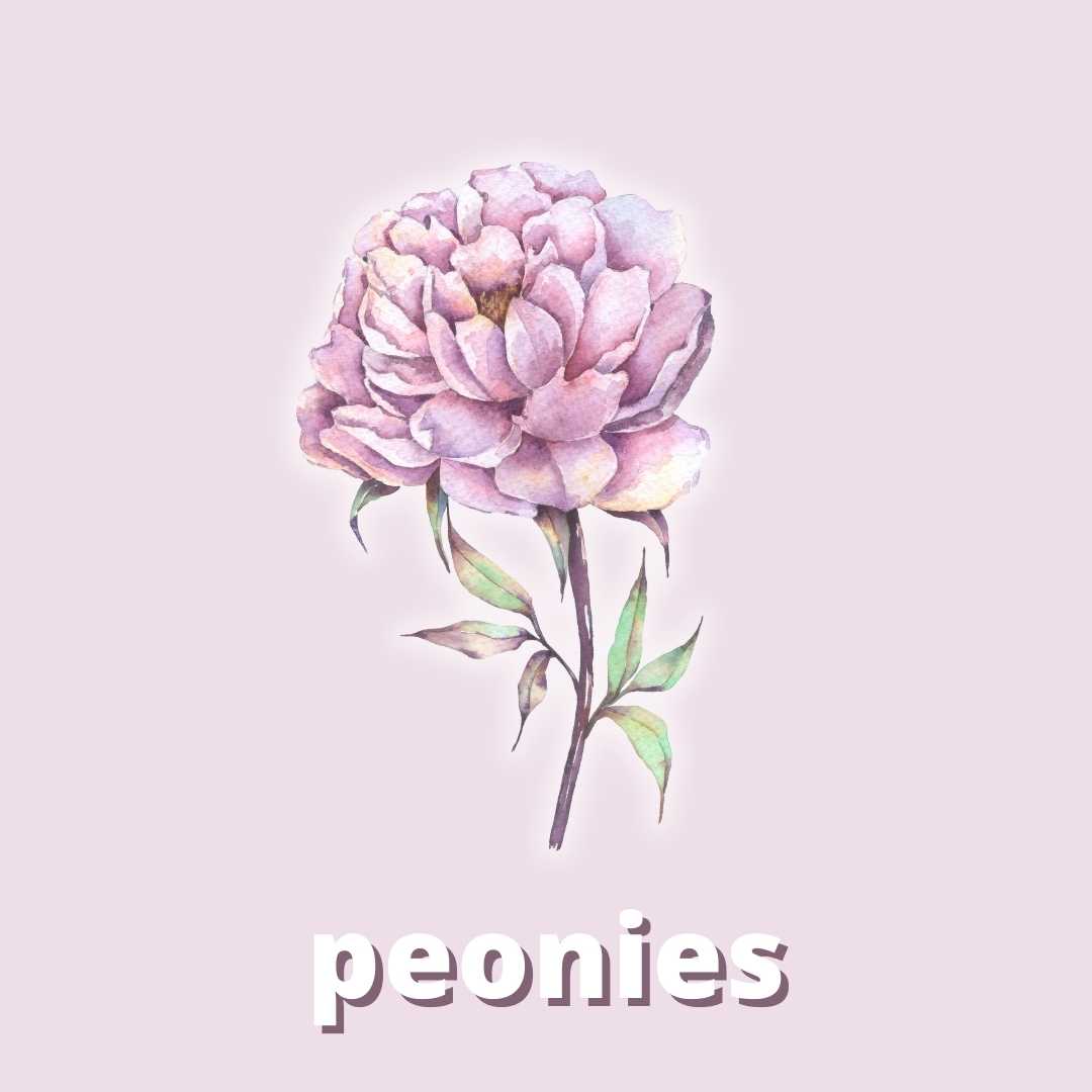 Peonies Duftstoff